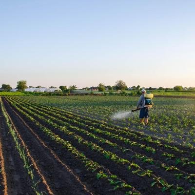 Beauveria bassiana – Natural Pest Control Power